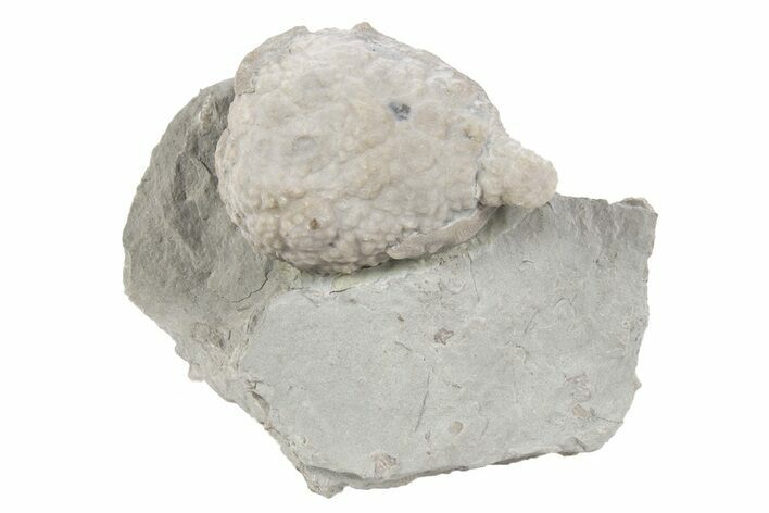 Cystoid (Holocystites) Fossil - Indiana #232690